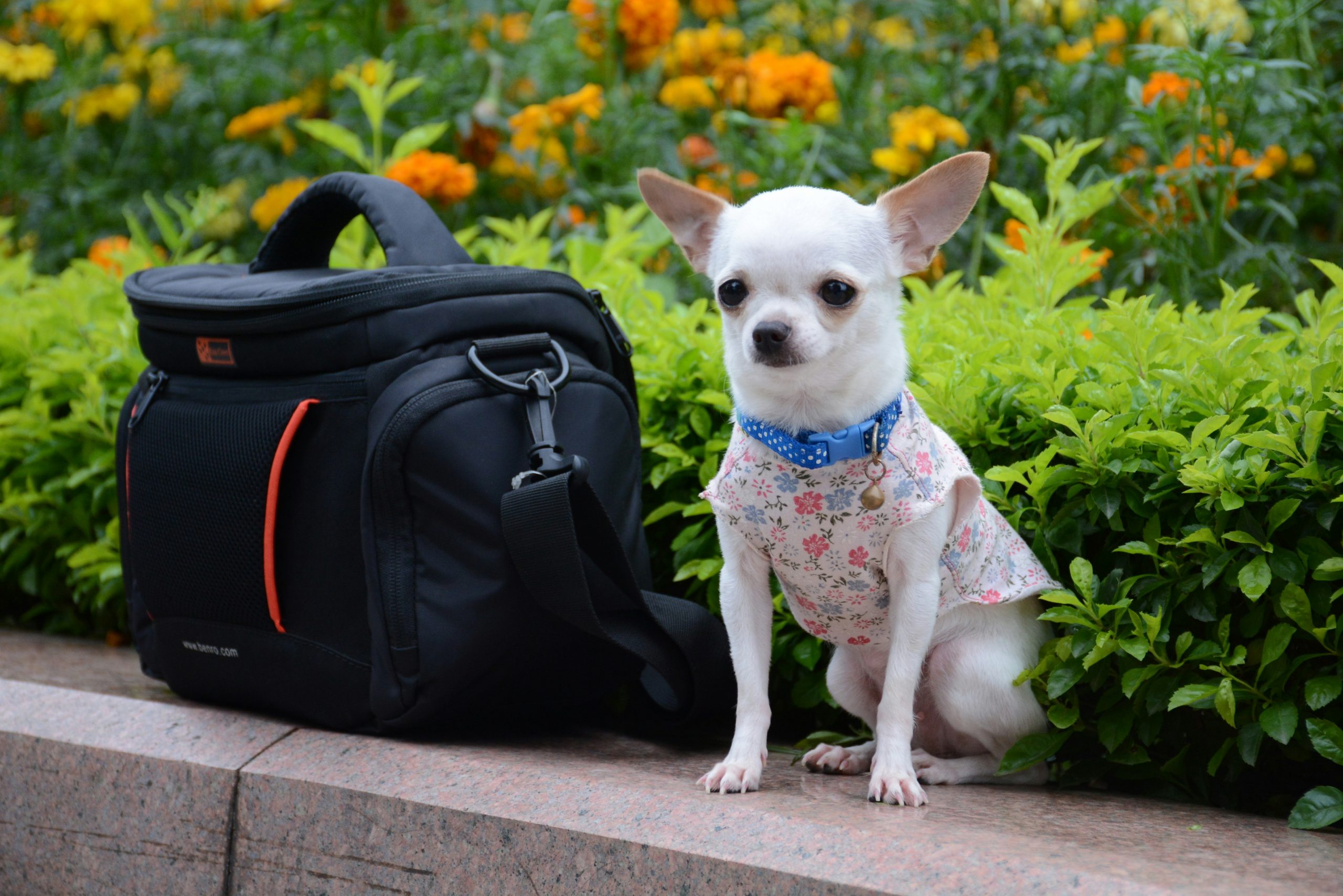 découvrez notre sélection d'accessoires pour animaux de compagnie. des produits de haute qualité pour chouchouter votre animal de compagnie.