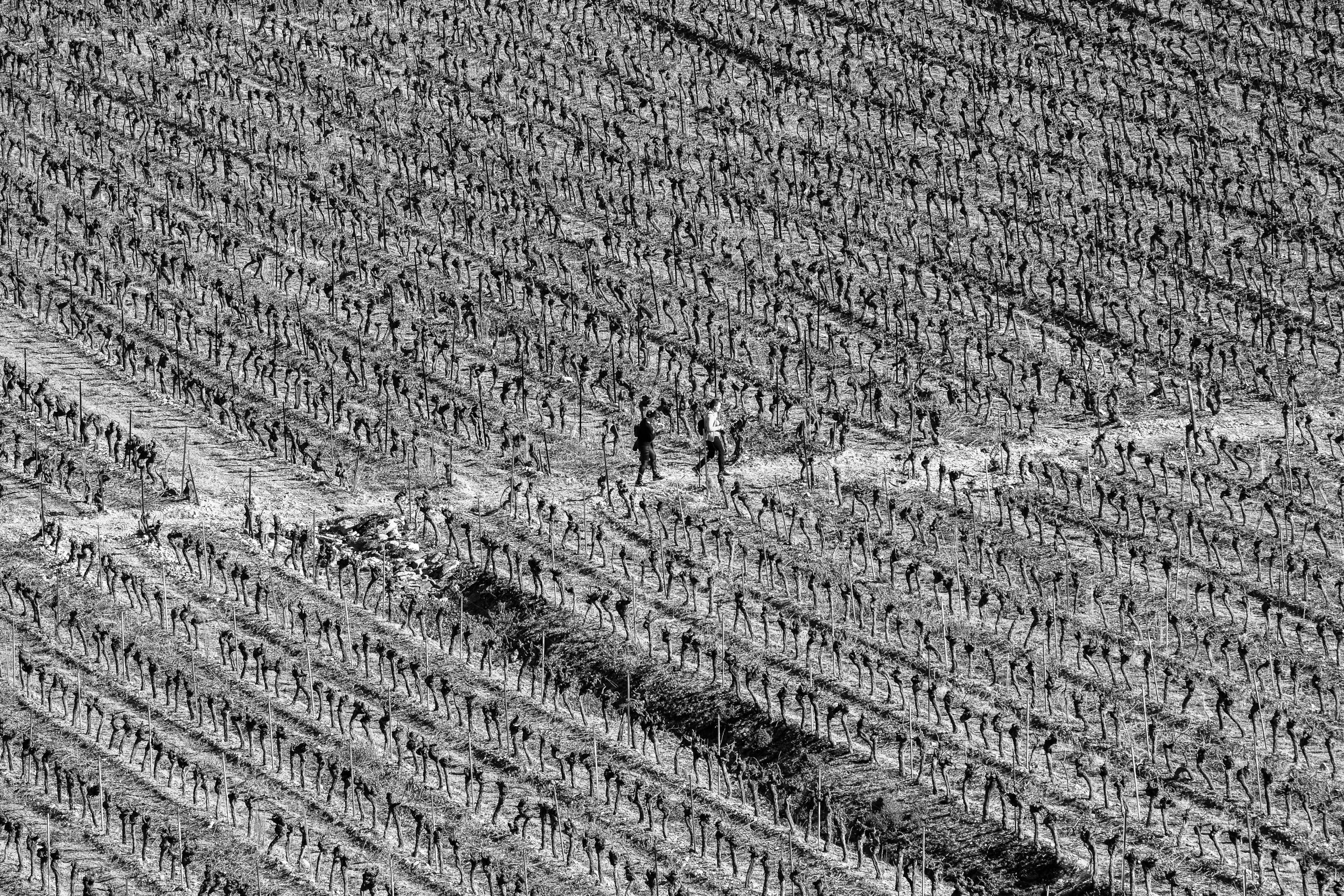 découvrez l'œnologie, l'art de la dégustation et de la production du vin, à travers des formations et des ateliers passionnants.