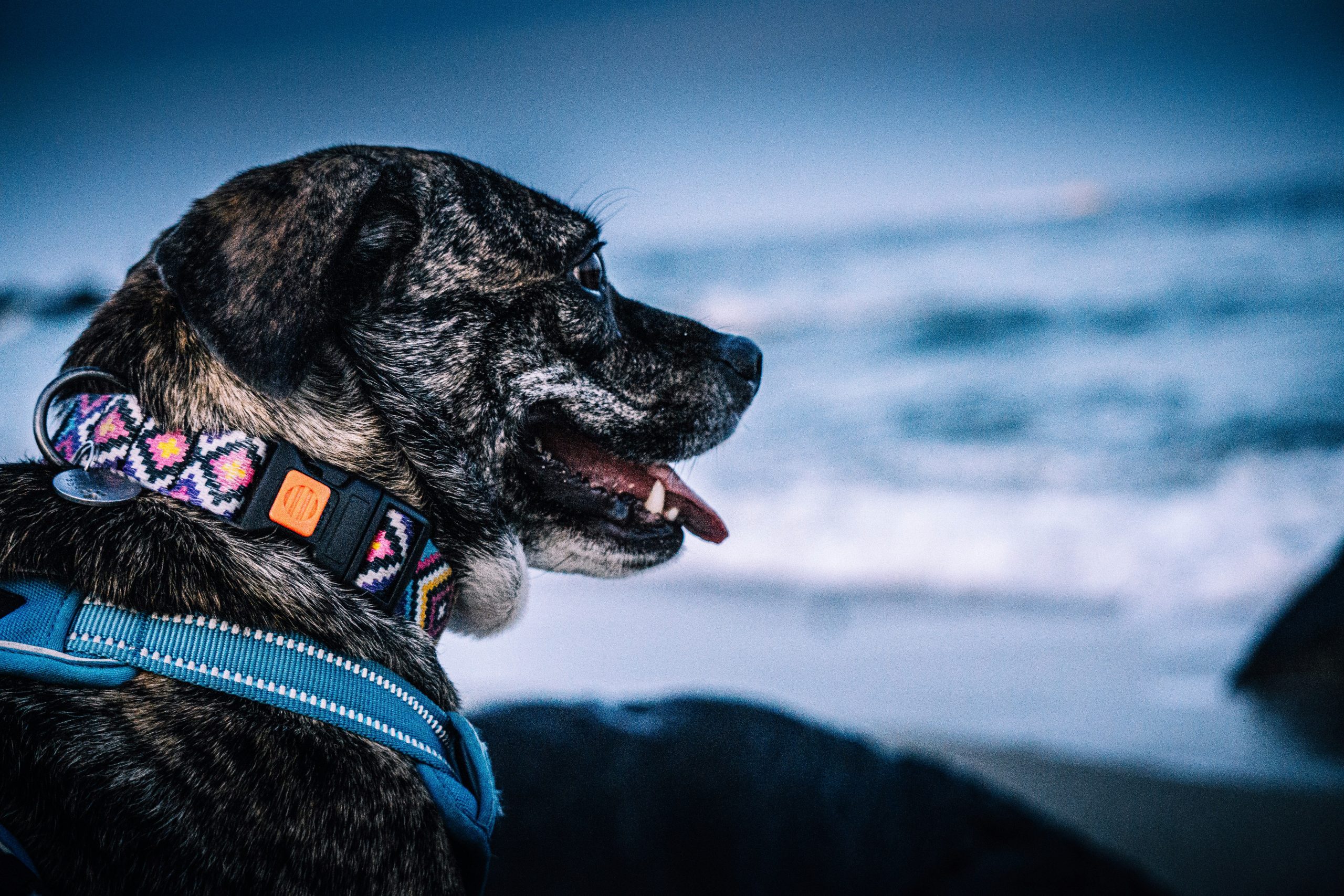 découvrez notre sélection d'accessoires pour animaux de compagnie. trouvez tout ce dont vous avez besoin pour choyer votre animal de compagnie.